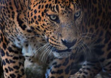 Jim Corbett (1)