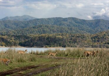 Jim Corbett (5)