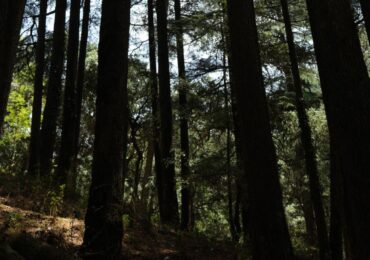 Lands-Down (6)